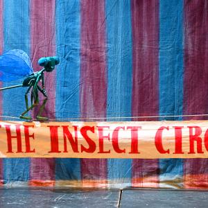 El circo de los insectos