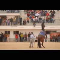 Feria del caballo en Cúllar