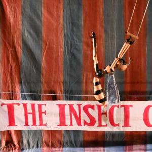 Fotografía de El circo de los insectos - 