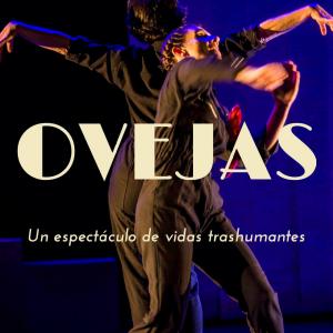 Fotografía de Ovejas - Descarriadas