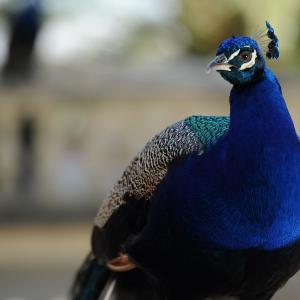 Fotografía de El costurero real - 