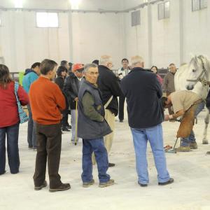 Fotografía de Feria del Caballo en Cúllar - 