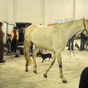 Fotografía de Feria del Caballo en Cúllar - 