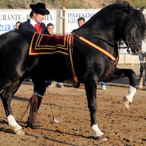 Fotografía de Feria del Caballo en Cúllar - 