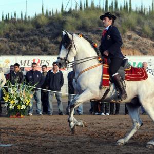 Fotografía de Feria del Caballo en Cúllar - 