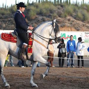 Fotografía de Feria del Caballo en Cúllar - 