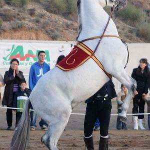 Fotografía de Feria del Caballo en Cúllar - 
