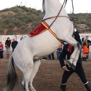Fotografía de Feria del Caballo en Cúllar - 