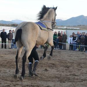 Fotografía de Feria del Caballo en Cúllar - 