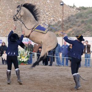 Fotografía de Feria del Caballo en Cúllar - 