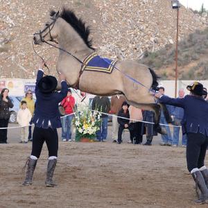 Fotografía de Feria del Caballo en Cúllar - 
