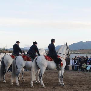 Fotografía de Feria del Caballo en Cúllar - 