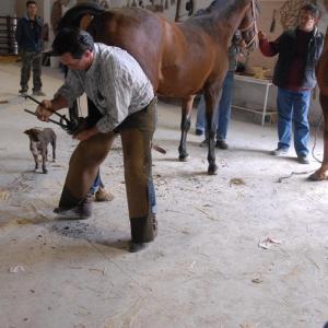 Fotografía de Feria del caballo en Cúllar - 