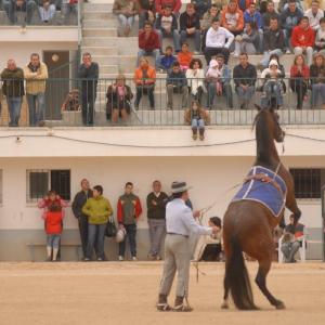 Fotografía de Feria del caballo en Cúllar - 