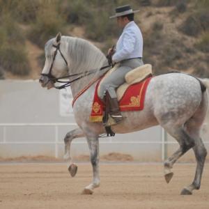 Fotografía de Feria del caballo en Cúllar - 