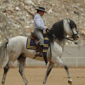 Fotografía de Feria del caballo en Cúllar - 