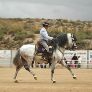 Fotografía de Feria del caballo en Cúllar - 